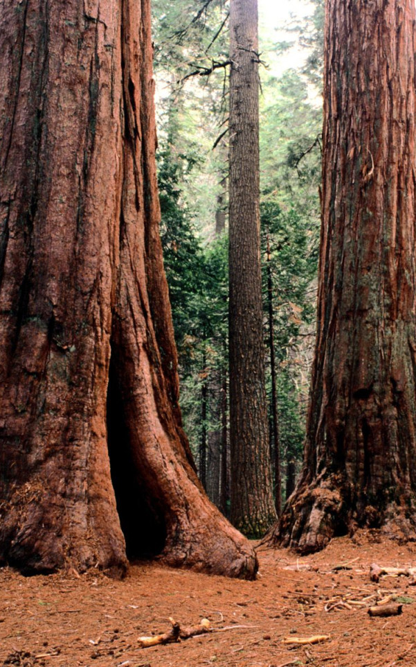 Giants, Calaveras State Park.jpg