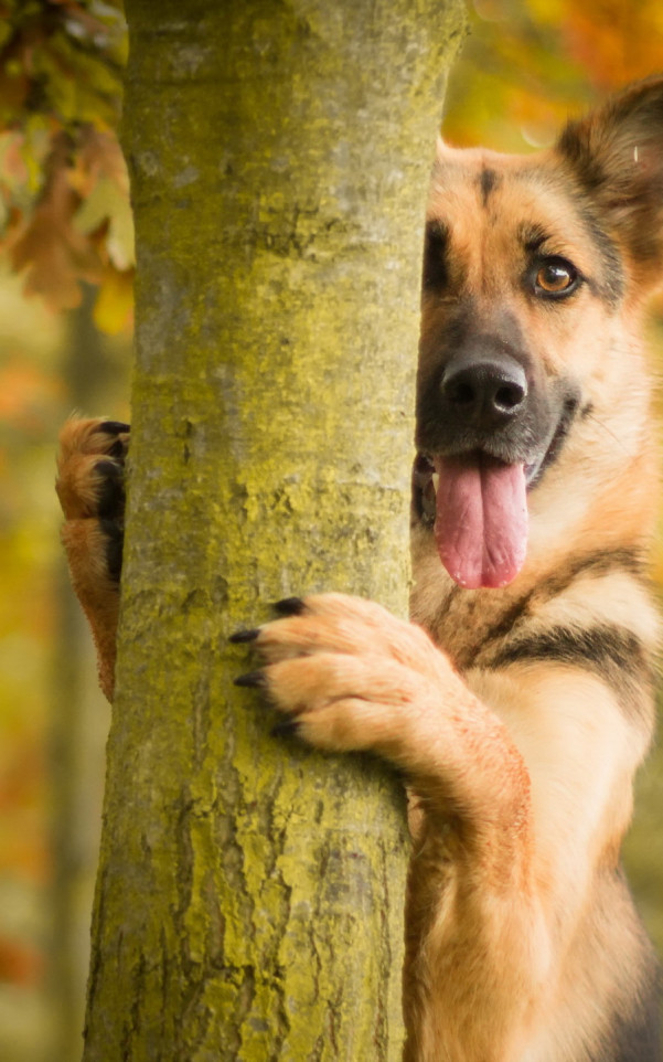 Pies za drzewem