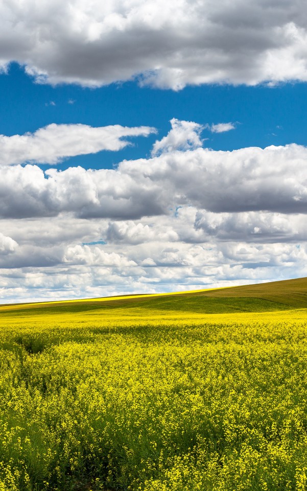 Piękne niebo nad polami