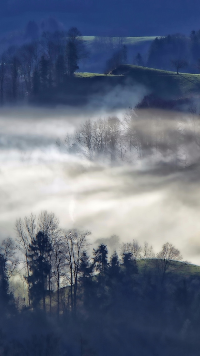 Mgła nad doliną w lesie