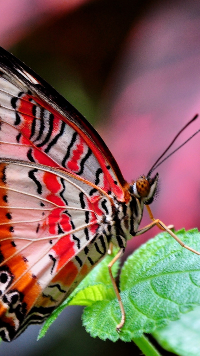 Motyl Red Lacewing
