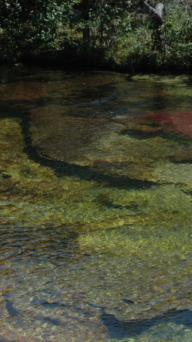 Caño Cristales