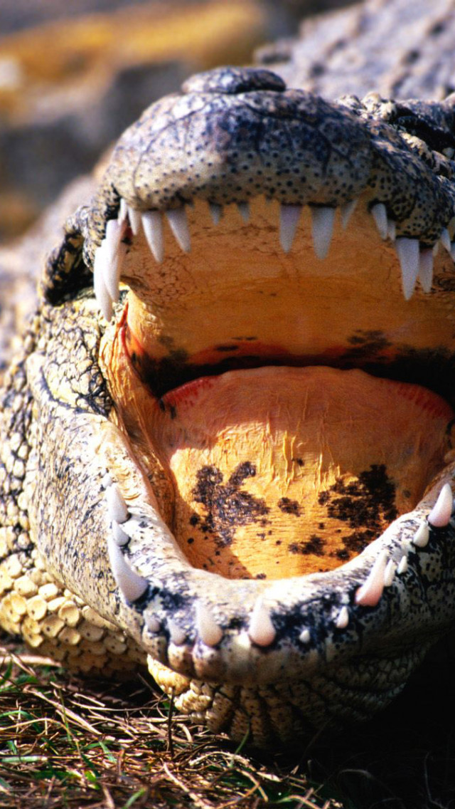 krokodyl (8).jpg
