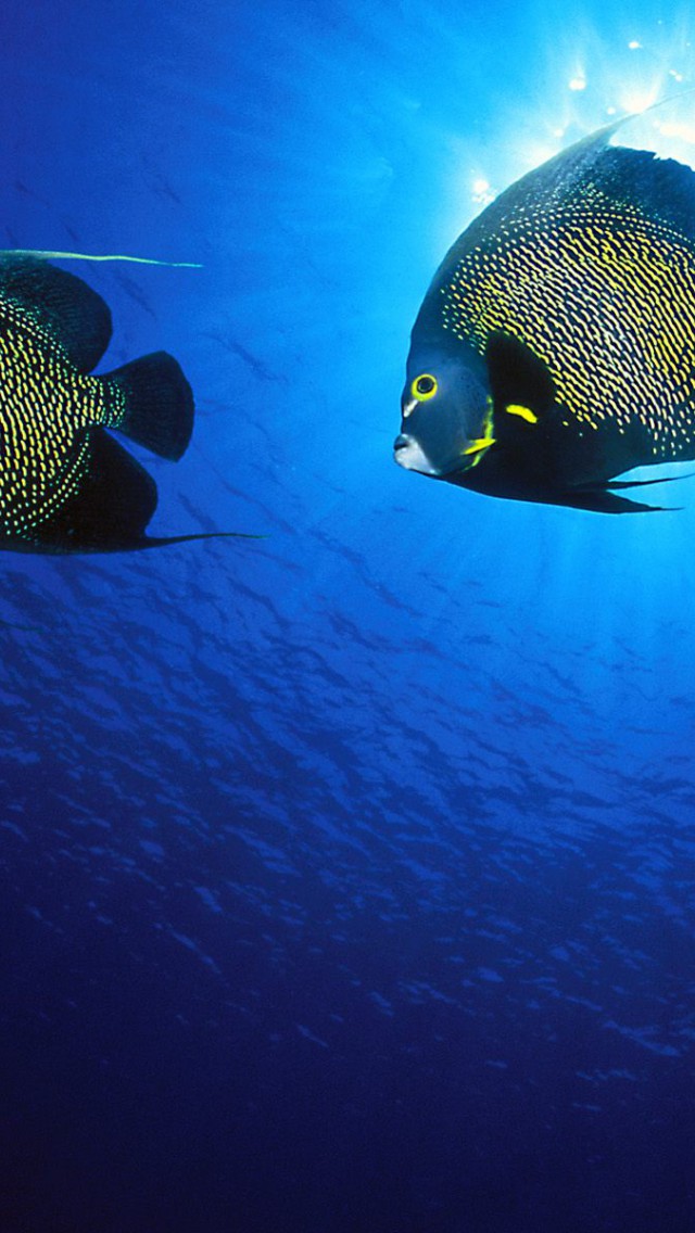 French Angelfish.jpg