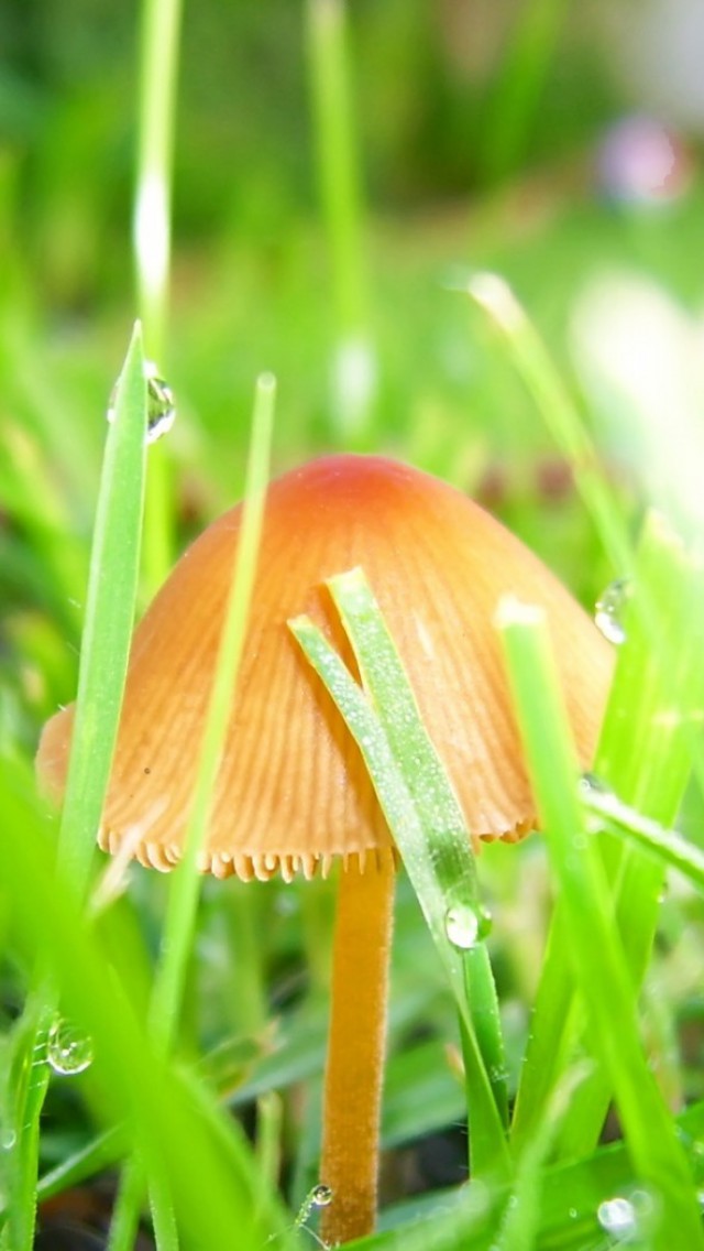 makro-foto-zielone-rosliny (134).jpg