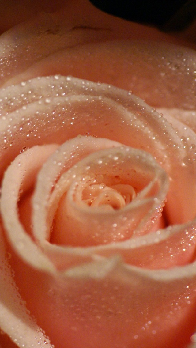 roze (57).jpg