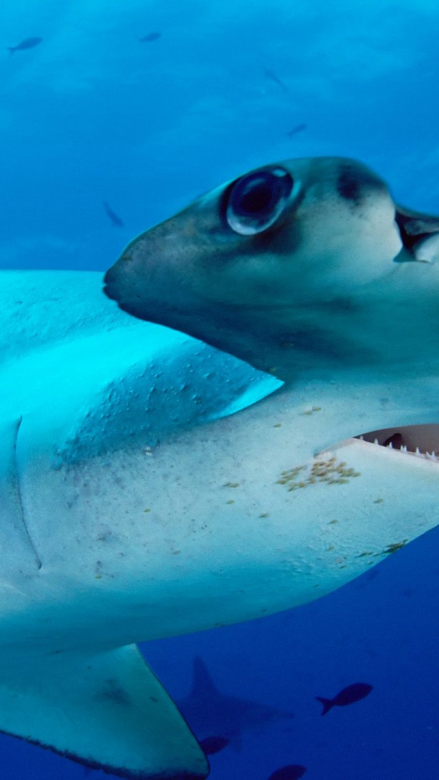 Scalloped Hammerhead.jpg