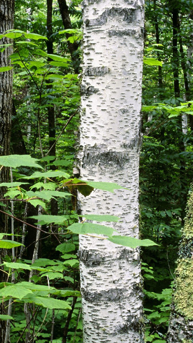 Aspen Trunks, North Woods, Quetico Provincial Park, Ontario, Canada.jpg