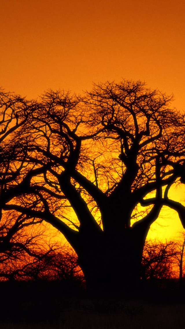 Baobob Trees, Kalahari Desert, Botswana.jpg