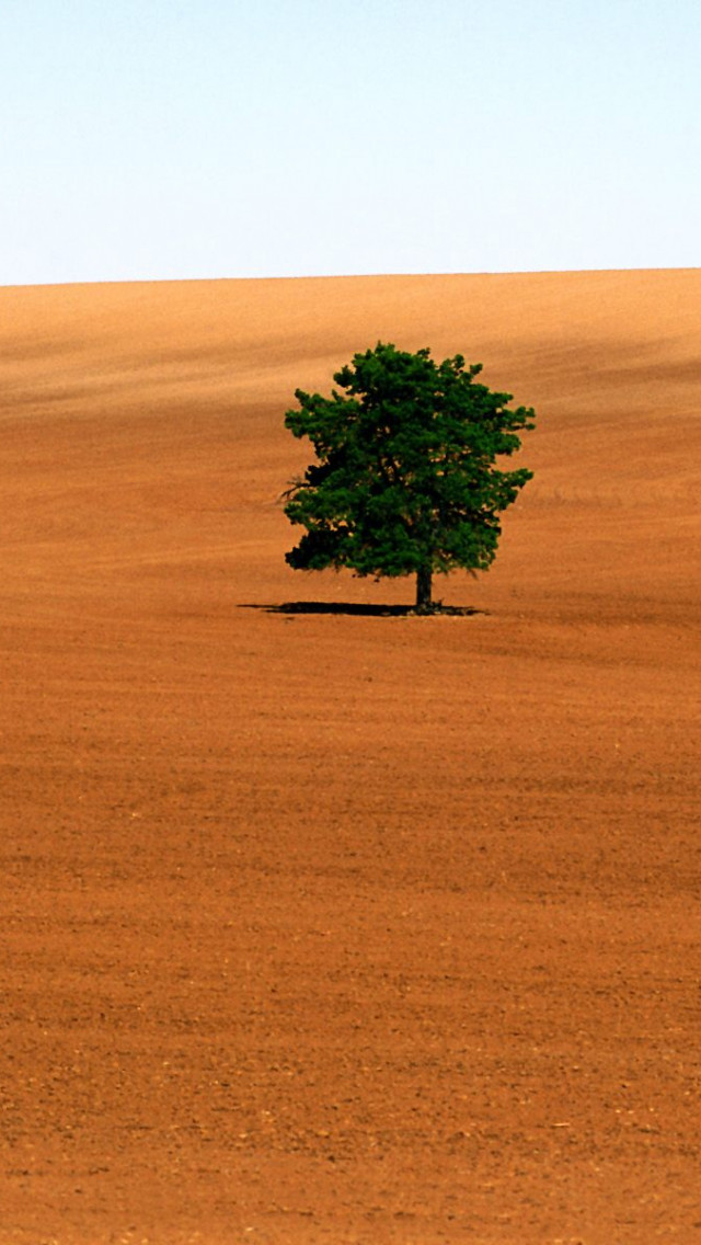 Lone Tree, Victoria.jpg