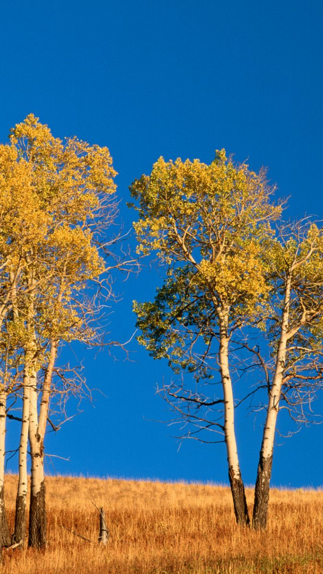 Autumn Aspen Trees and Sunset, Yellowstone National Park, Wyoming.jpg