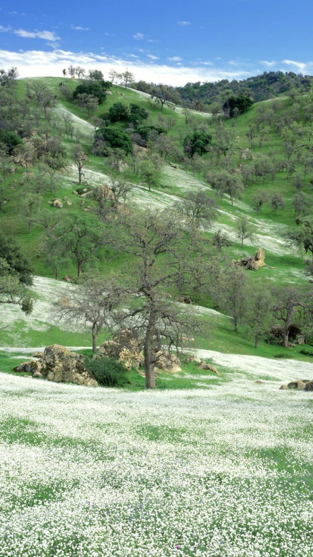 Spring Wildflowers and Oak Covered Hills, Kern County, California.jpg