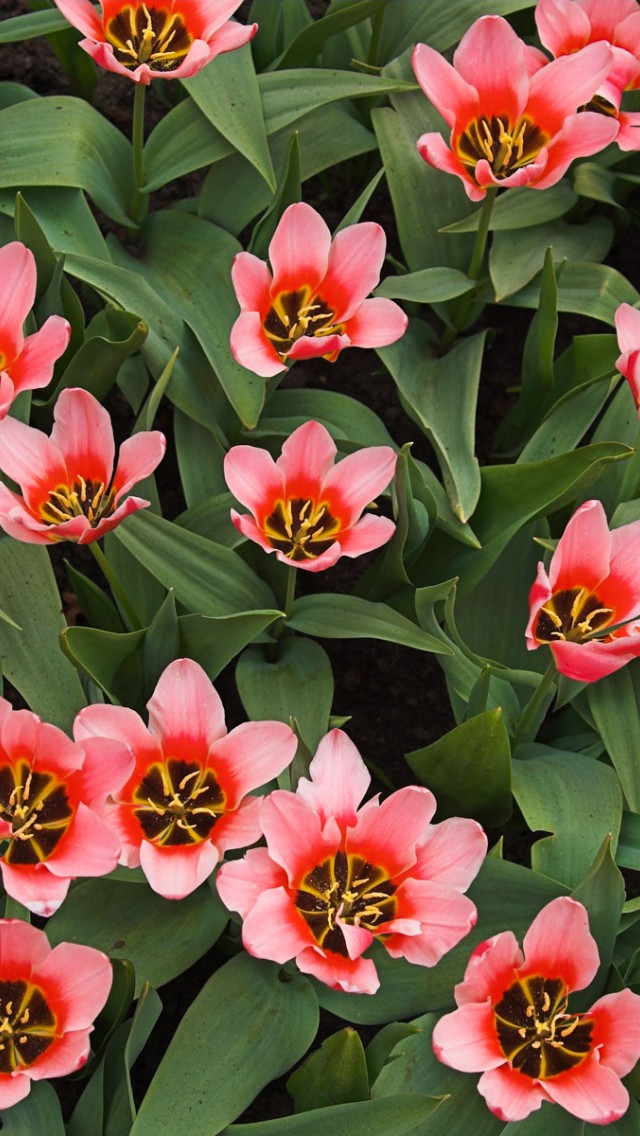 Tulipany (28).jpg