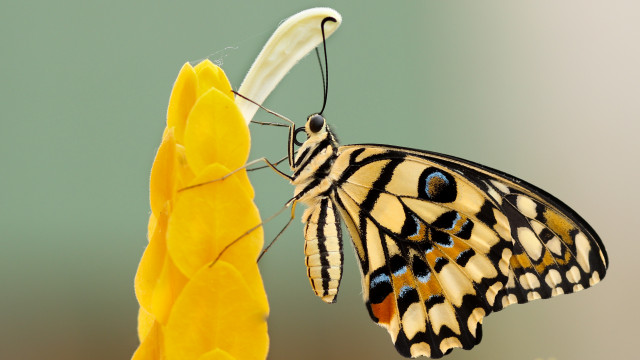 Motyl na żółtych liściach