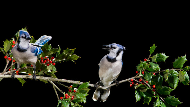 Niebieskie ptaszki wśród drzew
