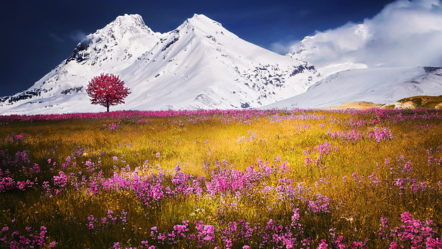 Alpy i kwiaty na łące