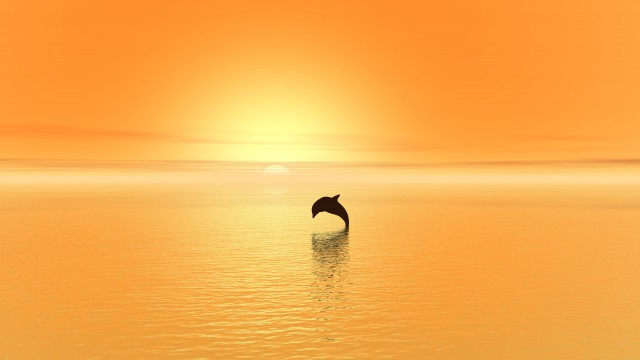 Delfin i zachód słońca