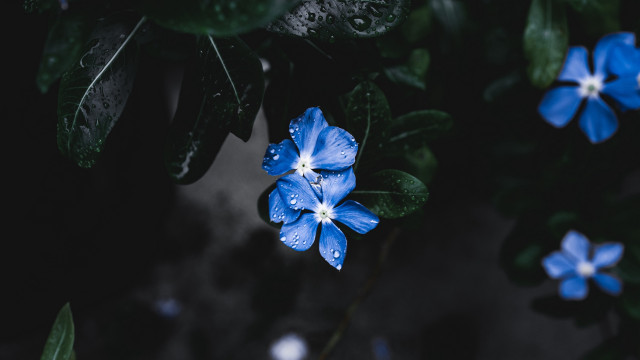 Kwiat (1)