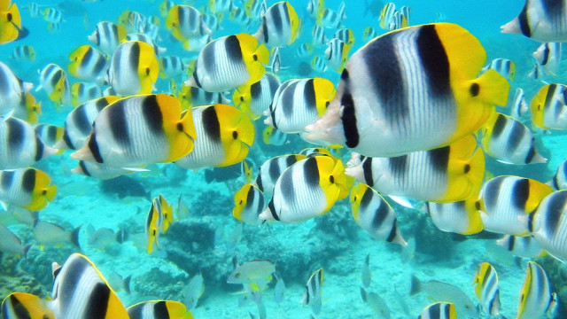 School of Tropical Fish, Tahiti.jpg