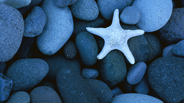 Sea Star on a Rocky Beach, Baja California, Mexico.jpg