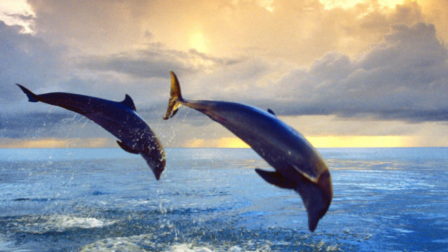 tapety delfiny (56).jpg
