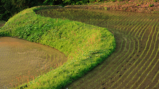 Japonia (272).jpg