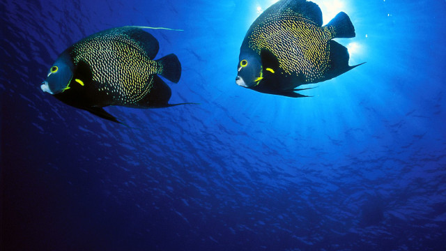 French Angelfish.jpg