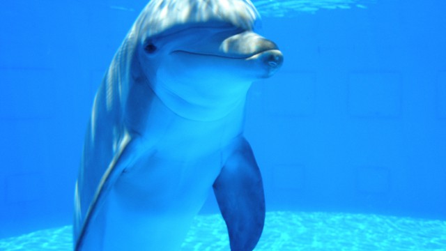 tapety delfiny (3).jpg