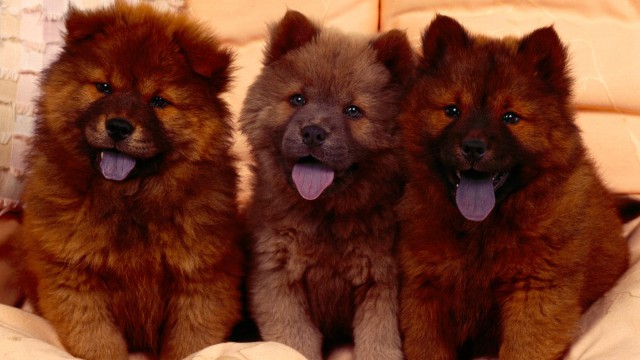 Cozy Couch, Chow Chow Puppies.jpg