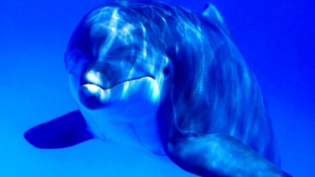 tapety delfiny (69).jpg
