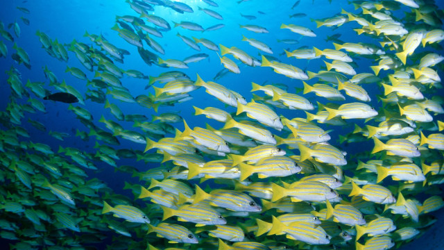 Blue-Banded Sea Perch.jpg