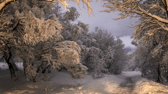 Aleja drzew zimą