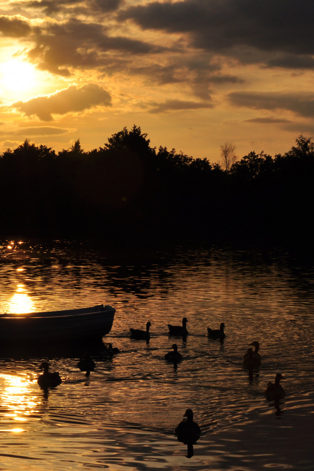 Zachód słońca nad rzeką i kaczki