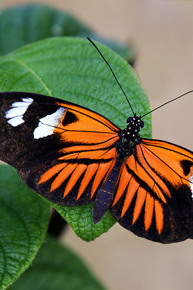 Pomarańczowo czarny motyl