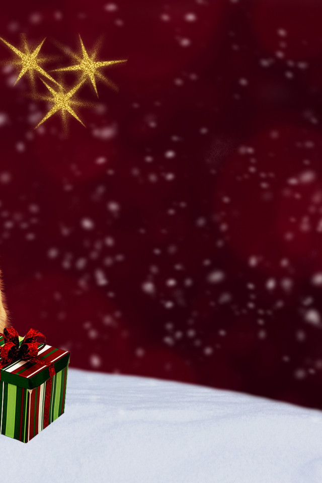 Kot i prezenty w Święta Bożego Narodzenia