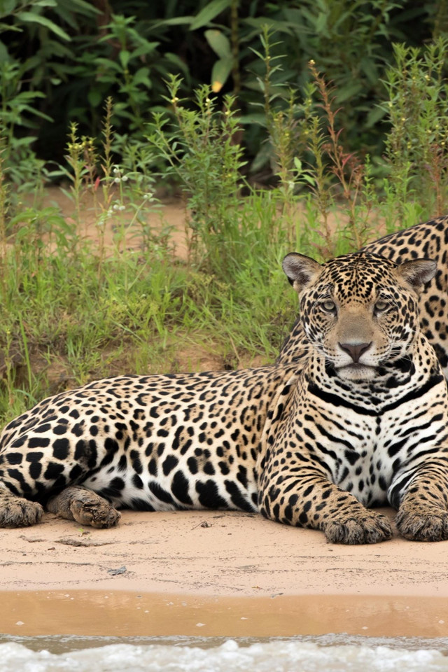 Jaguar