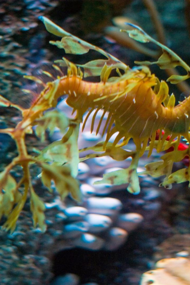 leafy sea dragon