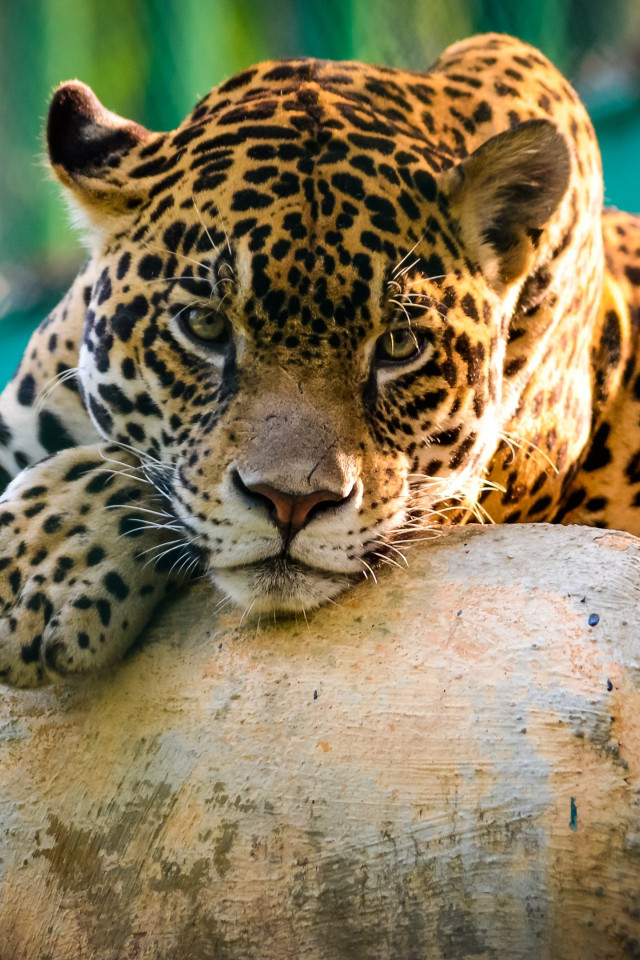 Jaguar (3)