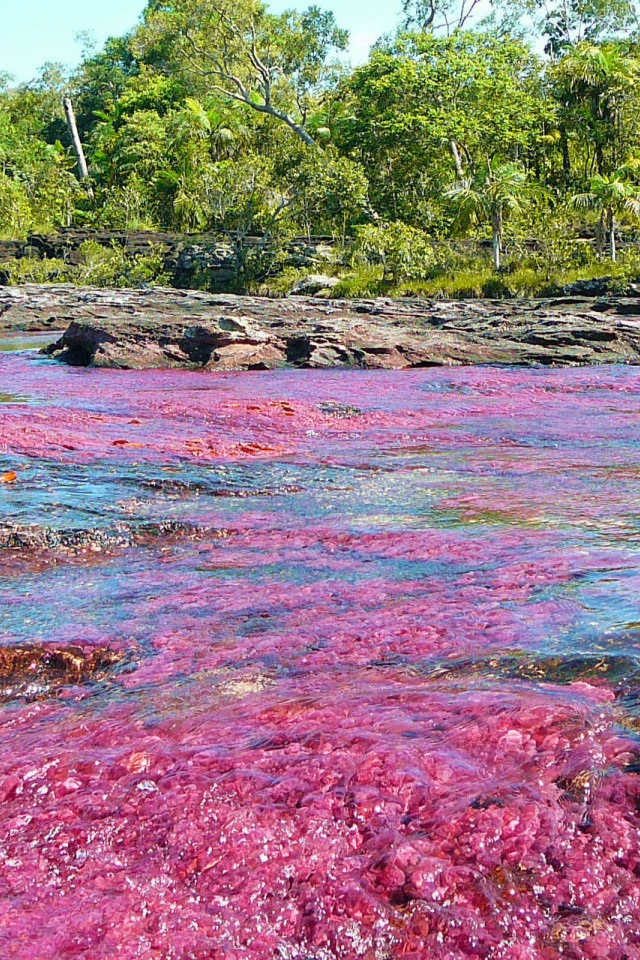 Caño Cristales