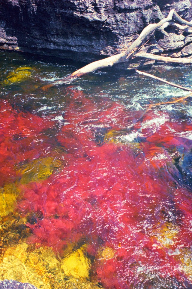 Caño Cristales