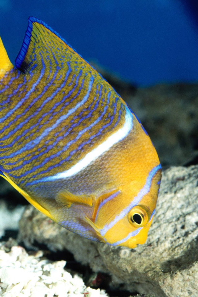 King Angelfish.jpg