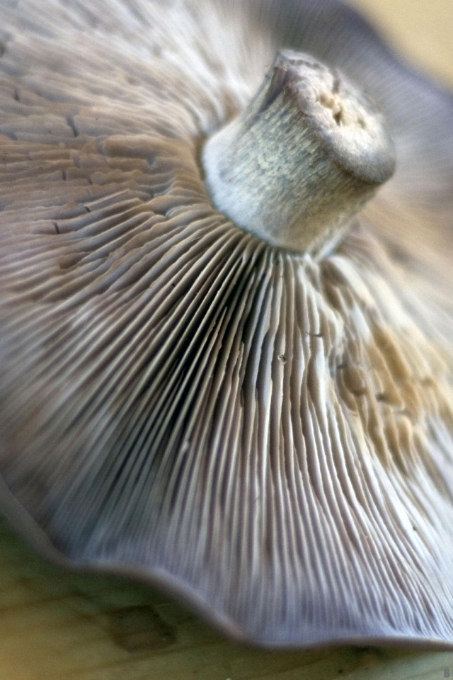 Makro Foto (20).jpg