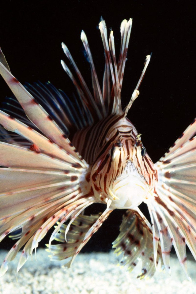 Red Volitans Lionfish, Indo-Pacific.jpg