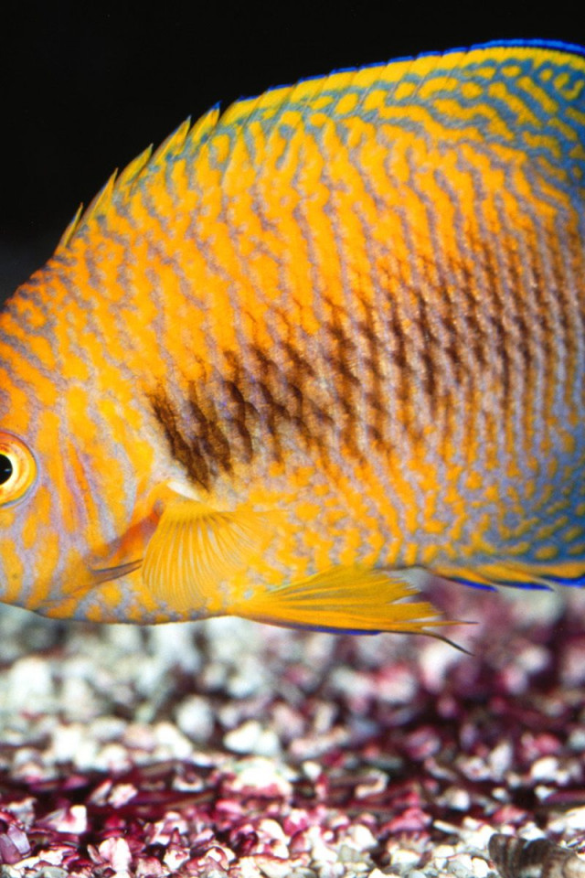 Potter's Angelfish.jpg