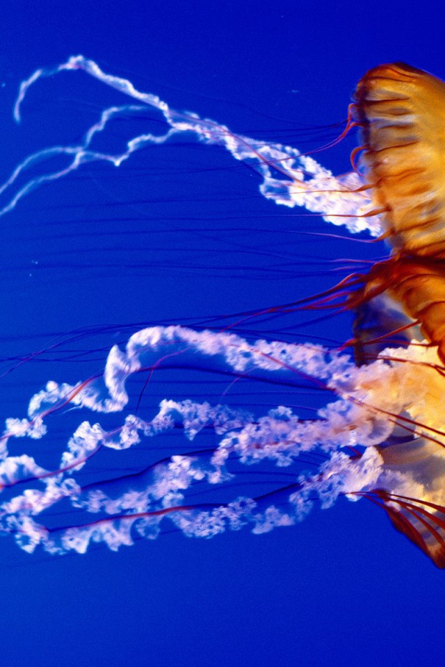 Sea Nettles.jpg