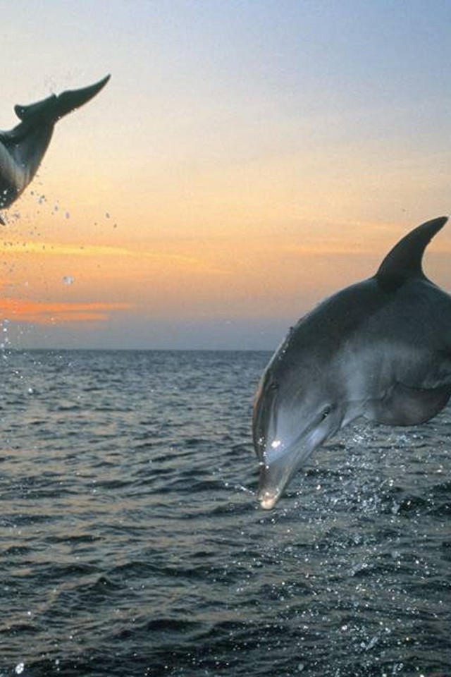 tapety delfiny (64).jpg