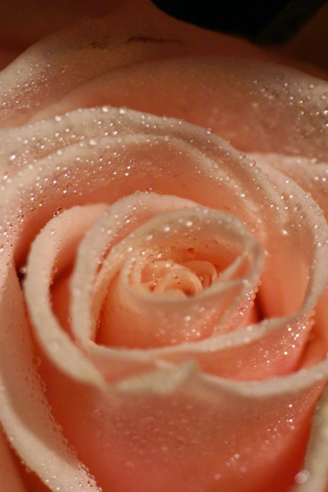 roze (57).jpg