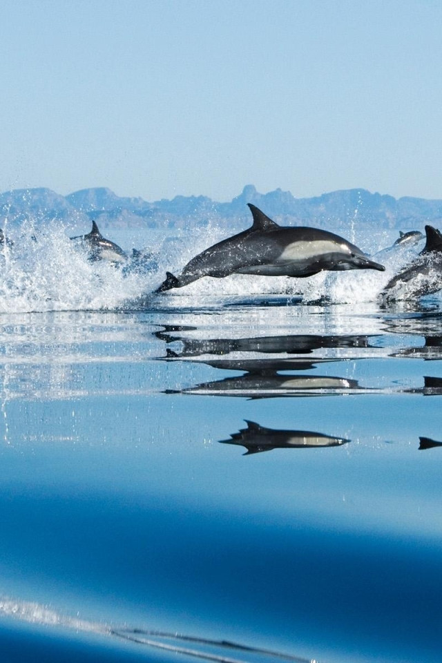 delfiny (3).jpg