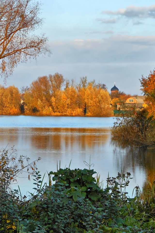 Drzewa nad rzeką