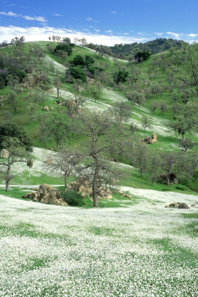 Spring Wildflowers and Oak Covered Hills, Kern County, California.jpg